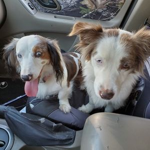 Meet your Posher, Tara